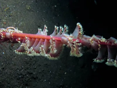Christmas Tree Worms