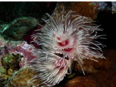 Urchin Center