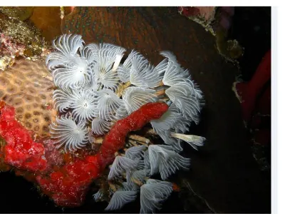 Red Lined Cowrie
