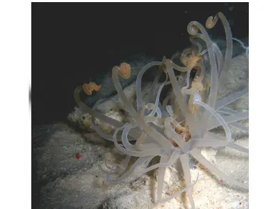 Tunicate or Sea Squirt