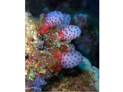 Christmas Tree Worm