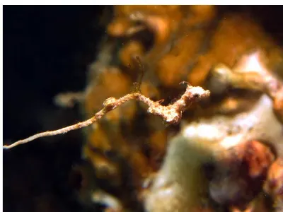 Tunicate Family