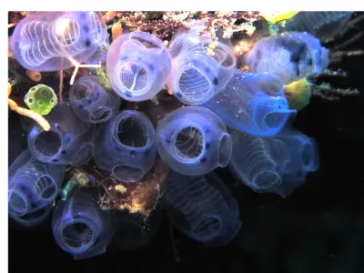 Electric Clam