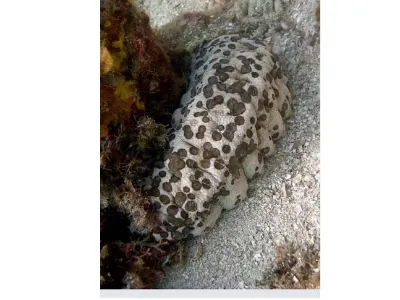 Bluebell Tunicates