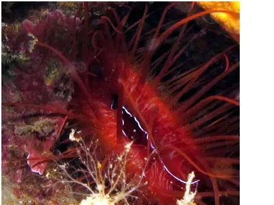 Three lined Sea Cucumber
