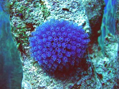 Moon Jellyfish