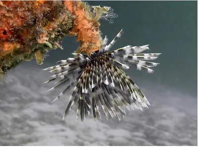 Feather Duster Worm