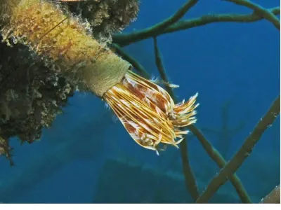 Feather Duster Worm Retracting