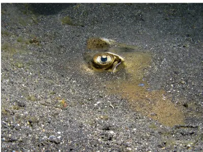 Ray Buried in Sand