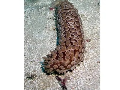 Conical Sea Cucumber
