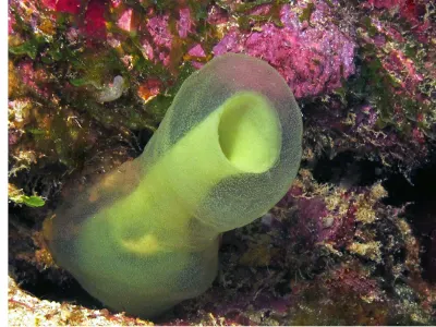 Yellow Tunicate