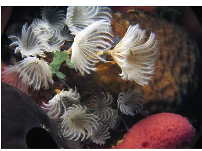 Social Feather Duster Worms
