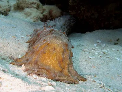 Tigertail Sea Cucumber
