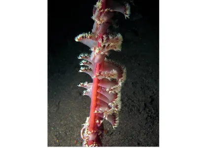 Feather Sea Pen