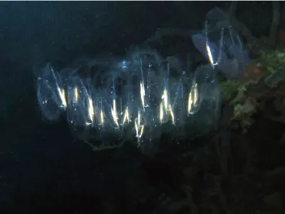 Pelagic Tunicate