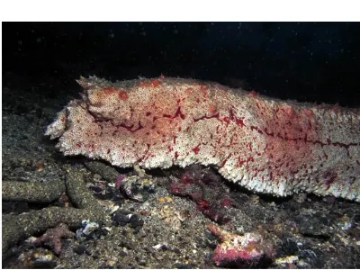Lumbering Sea Cucumber