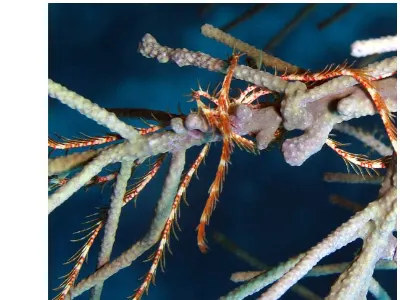 Swimming Crinoid
