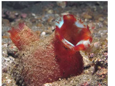 Tunicate