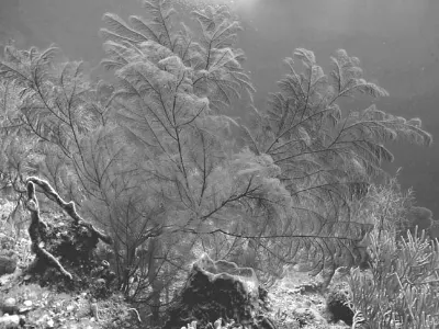 Black Coral