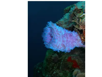 Azure Vase Sponge