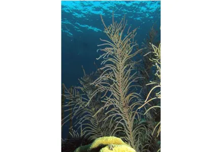 Soft Corals