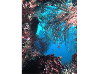 Coral Window