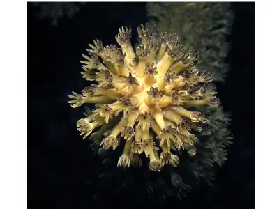 Tip of Coral Rod