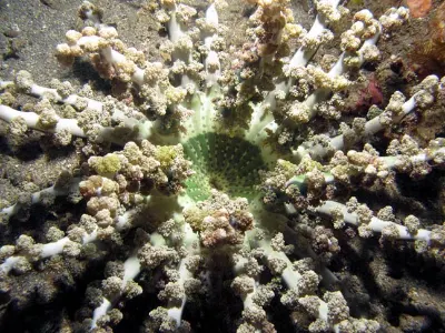 Anemone or Coral