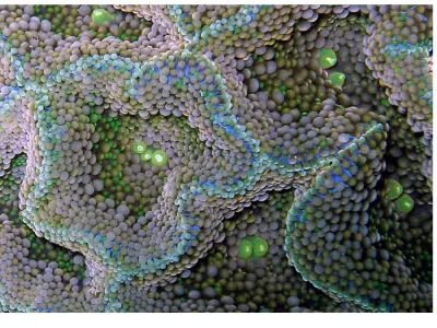 Mushroom Anemone