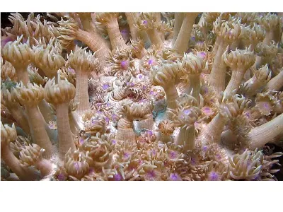 Anemone Feeding