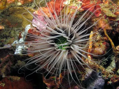 Tube Anemone