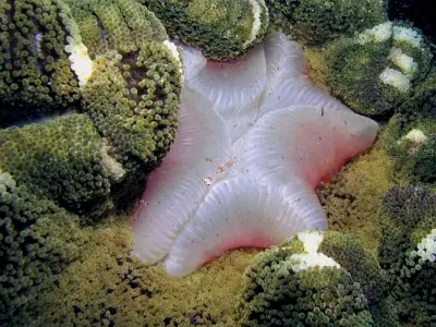 Anemone Belly