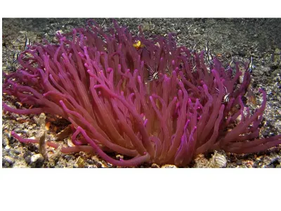 Safety in the Anemone
