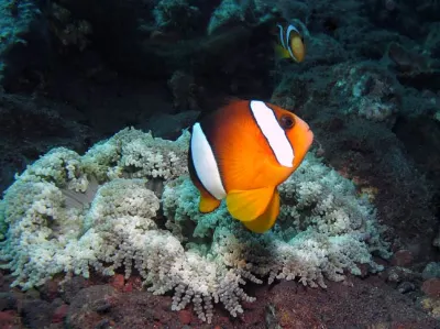 Clownfish in Anemone