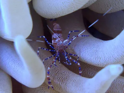 Spotted Anemone Shrimp