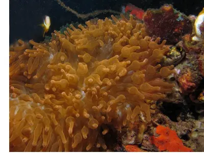 Indonesian Bubble Tip
