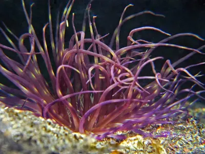 Purple Anemone