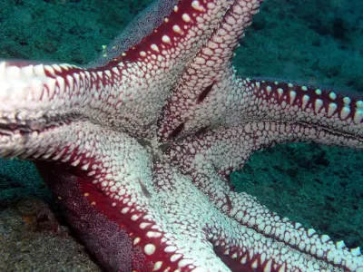 Starfish With Shrimp
