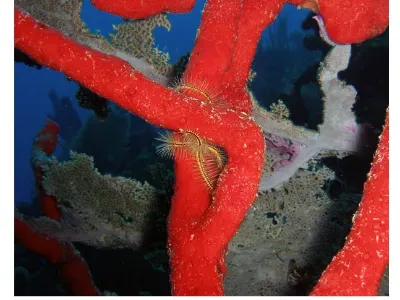 Starfish in the Blue