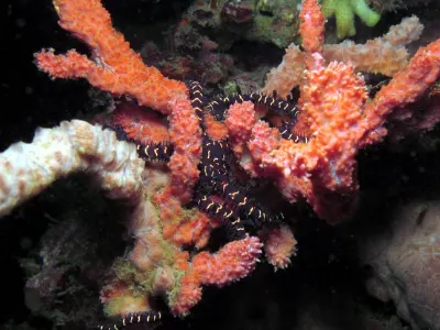 Coral Wrapped Brittle Star