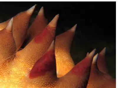 Starfish Thorns