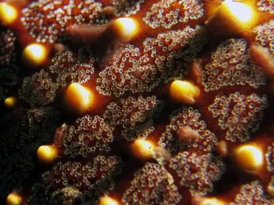 Starfish Pattern