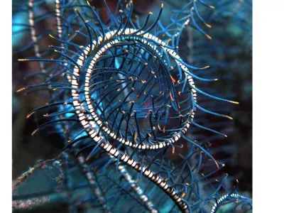 Feather Star Curl
