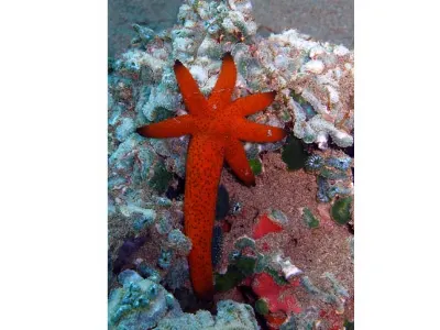 Starfish Regeneration
