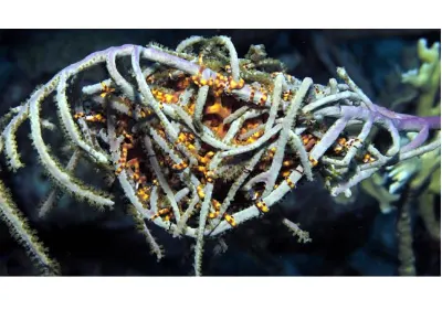 Daytime Basket Star