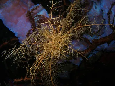 Night Basket Star