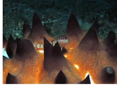 Starfish Guest