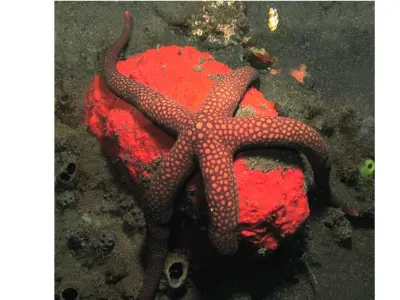 Starfish on Red
