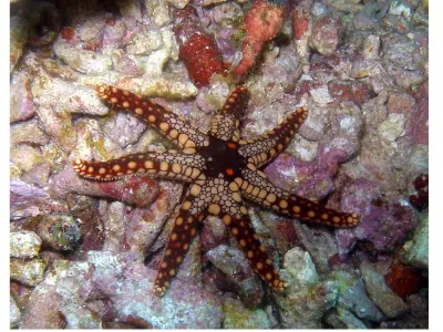 Starfish on Rubble