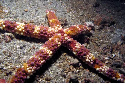 Macro Bumpy Sea Star